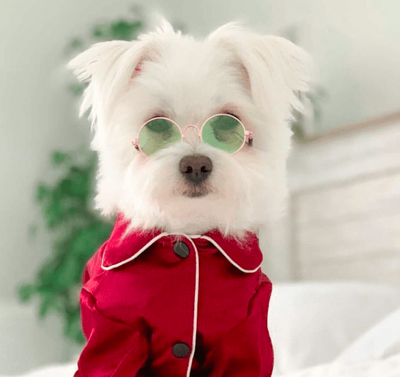 Red dog sunglasses shop