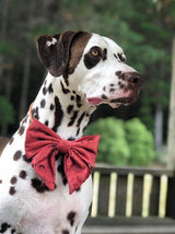 Dalmatian wearing "Celeste" Sailor Bow