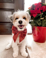 Moon and Stars Collar and Sailor Bow for Dogs and Cats