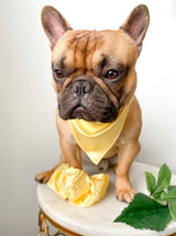Satin Pet Bandanas - Tella Couture