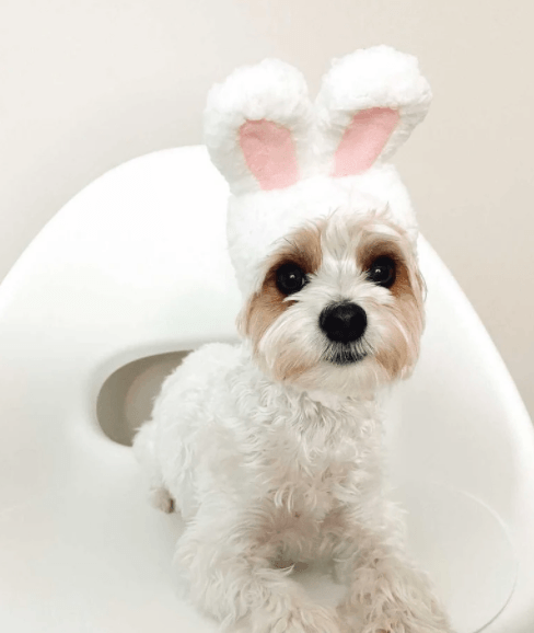 Bunny Ears Halloween Pet Costume - Tella Couture