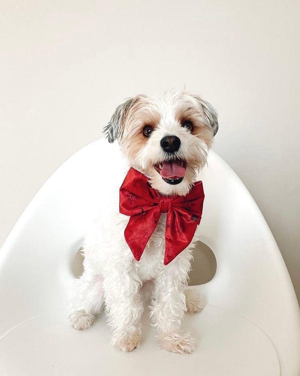 Bailey Morkie Dog Wearing "Celeste" Red Sailor Bow and Collar