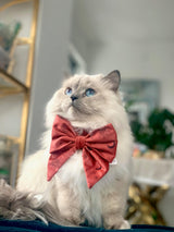 Cat wearing Celeste moon and stars red sailor bow and collar set