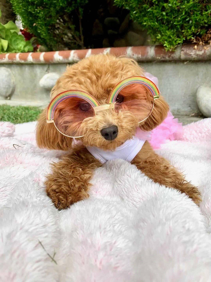 "Over the Rainbow" Pet Sunglasses in Pink - Tella Couture