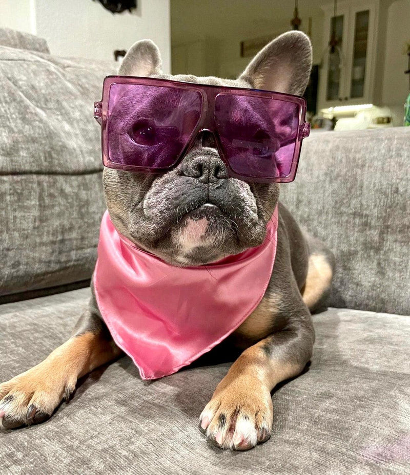 french bulldog wearing "Maui" oversized dog sunglasses