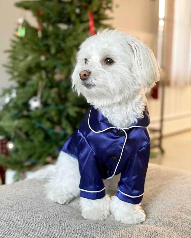 Archie coton de tulear wearing blue sapphire pajamas PJ in size medium for pets cat and dog clothes