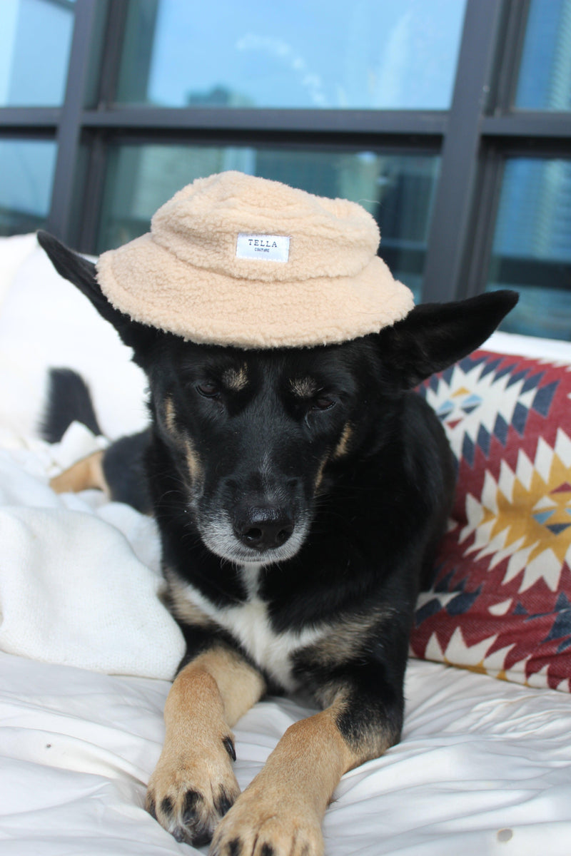 dog teddy bucket hat for pets