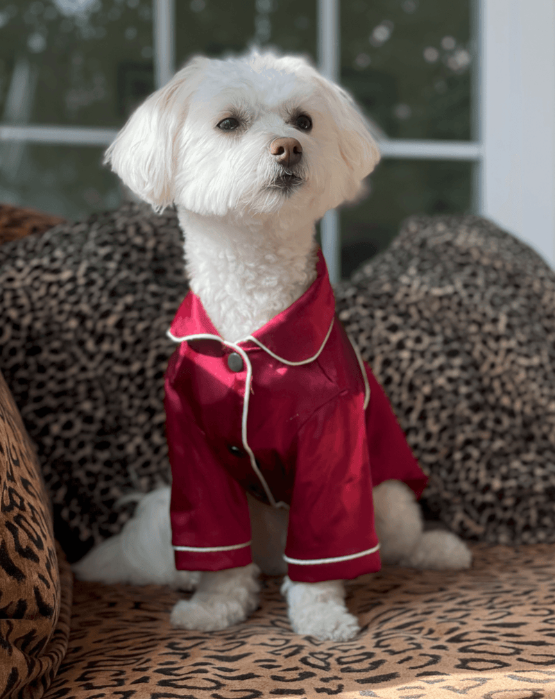DOG IN RUBY RED SILK PAJAMAS